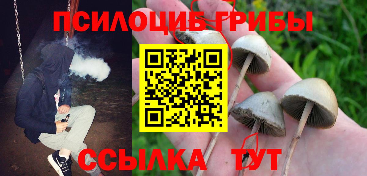 Избербаш  Псилоцибиновые грибы Cubensis  Вход с VPN 